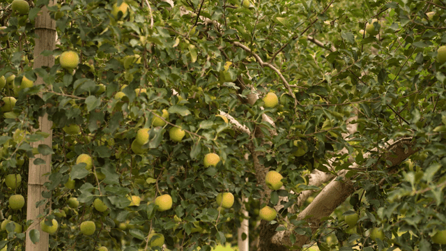 녹색 사과들이 가득 달린 사과나무