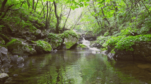 푸른 숲 속의 고요한 시냇물