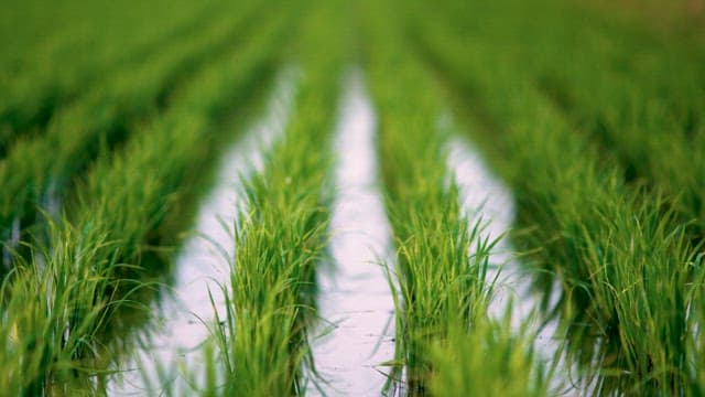 논두렁 사이로 이어지는 물줄기