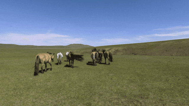 넓은 초원을 걸어다니는 말들