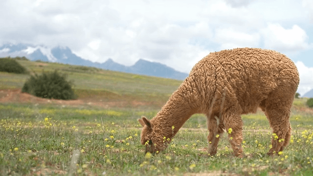 산악 초원에서 풀을 뜯는 알파카