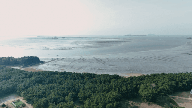 Wide tidal flat beach surrounded by forest