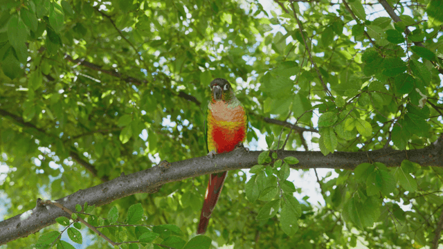 나뭇가지 위에 있는 앵무새