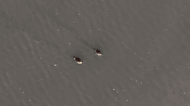 고요한 강에서 수영하는 두 마리 오리
