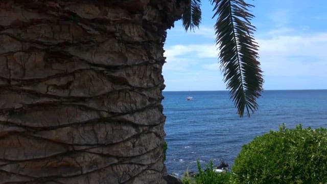 Tranquil Seascape with Palm and Boat