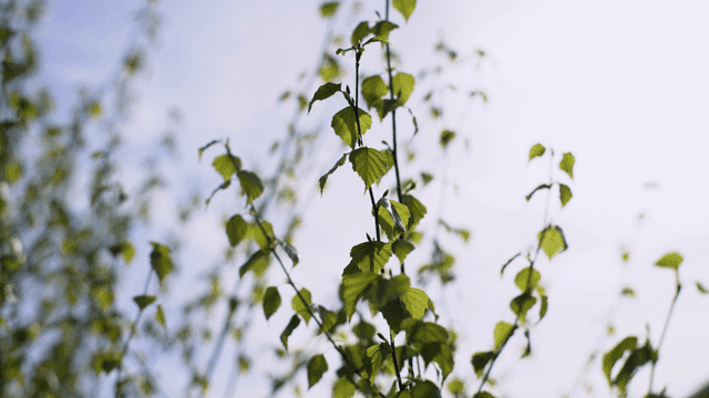 햇빛 아래 나뭇가지의 초록 잎