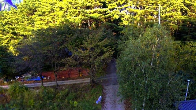 Lush greenery on a sunny day