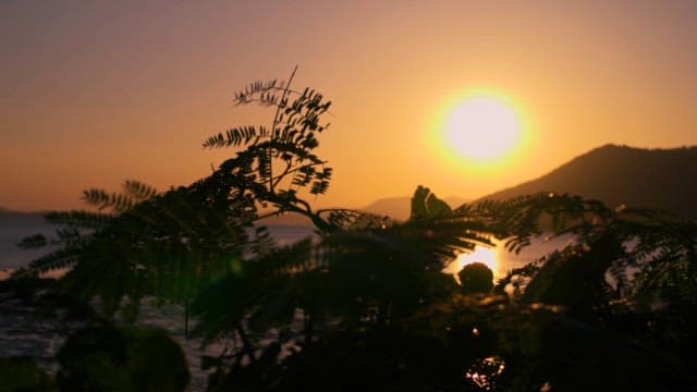 나뭇잎 위로 보이는 한국 순천의 갯벌과 일몰