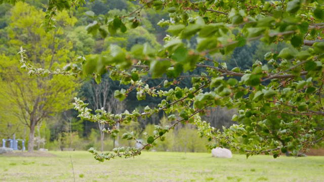 공원에서 나뭇가지의 푸른 잎