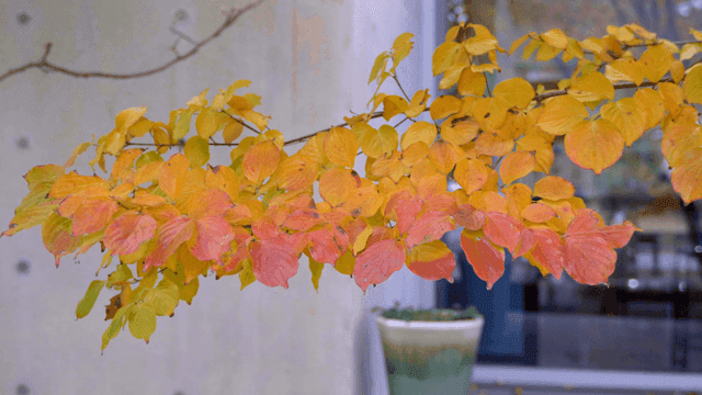 Colorful autumn leaves on a branch