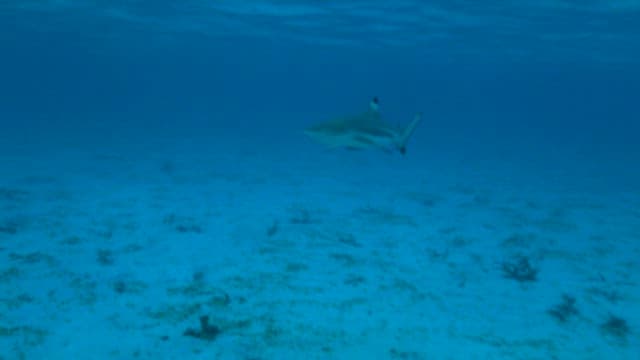 Shark calmly swimming in the ocean