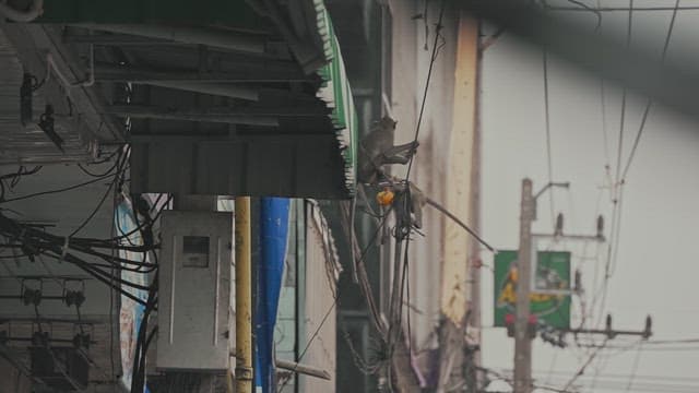 전봇대의 전선 사이를 이동하는 원숭이