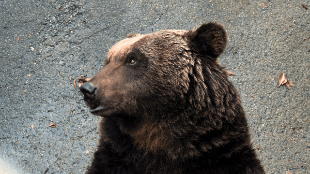 Brown bear looking around on rock