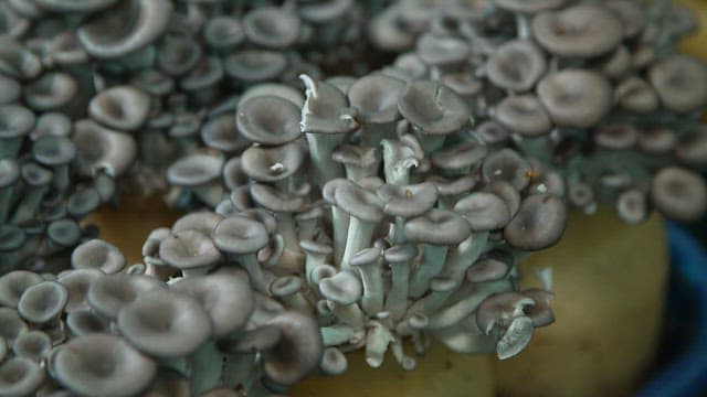 실내 유리병에서 배양되는 느타리버섯