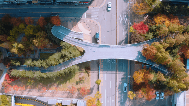Aerial view of road with autumn foliage