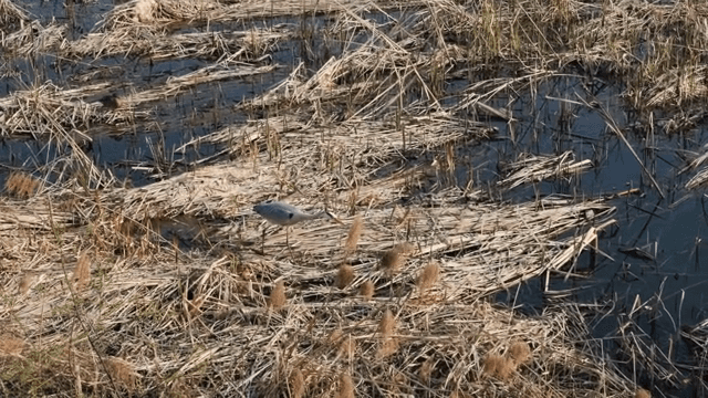 습지에 서 있는 왜가리