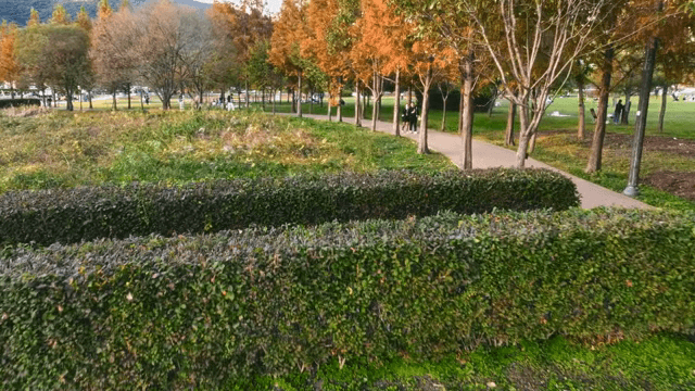 People walking in a park with colorful trees
