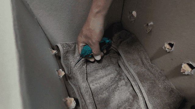 Hand placing a kingfisher gently into a box