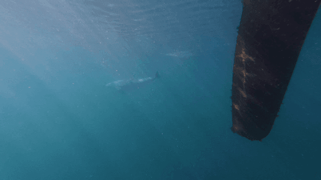 Dolphins swimming near hull of boat