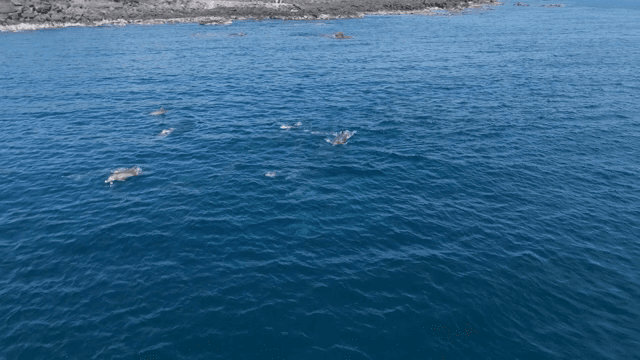 바다에서 헤엄치는 돌고래 무리