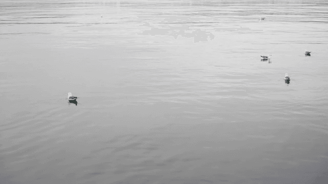 고요한 바다에 떠 있는 갈매기들