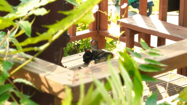 Cat resting peacefully on a wooden deck under sunlight