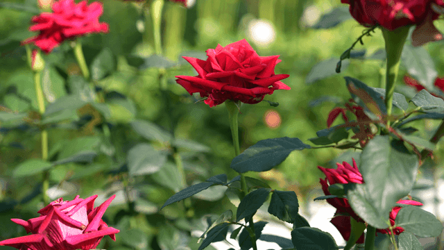 Vibrant red roses blooming in a garden