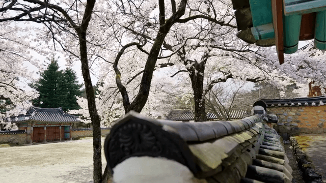 전통 한국 마당의 벚꽃
