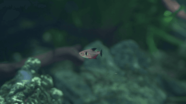 Small patterned fish swimming in aquarium