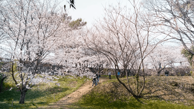 공원에 만개한 벚꽃