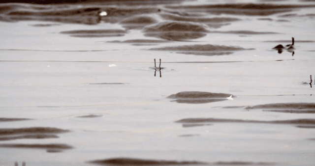 Moving with eyes sticking out of the muddy shore