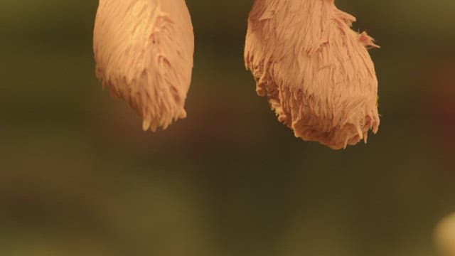 세탁되어 건조를 위해 빨랫줄에 걸려 있는 토끼 인형