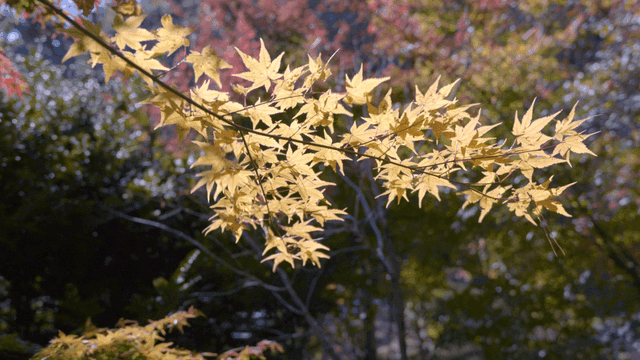 Yellow maple leaves in a sunlit forest