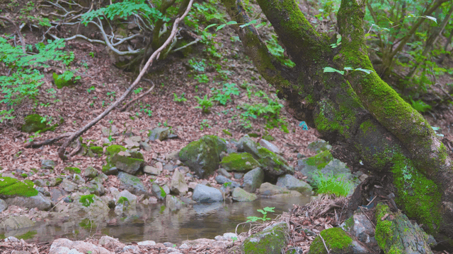 숲속 계곡 옆 이끼가 있는 나무