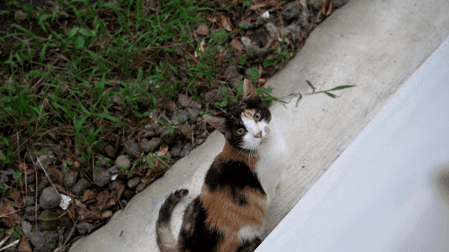 Curious cat looking up