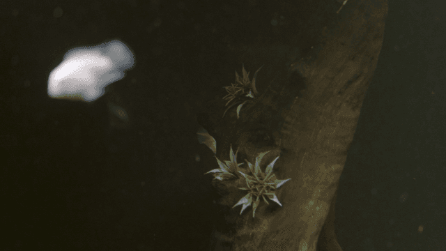 Fish swimming near a submerged log