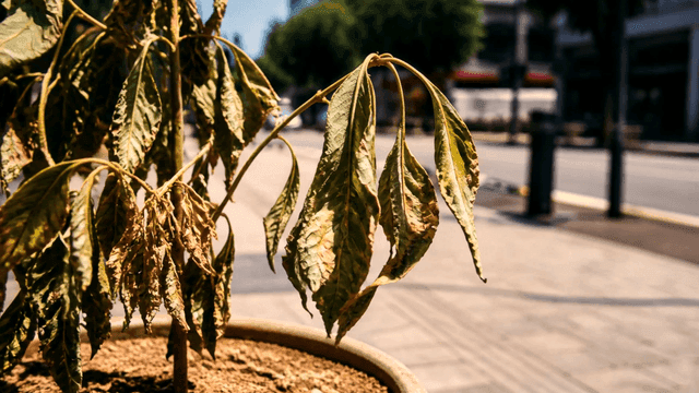 Withered plants on street next to road