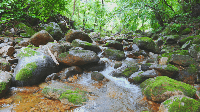 이끼 낀 바위가 있는 고요한 숲 속 개울