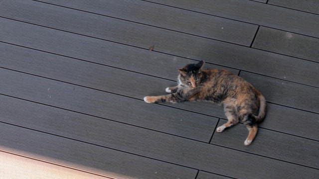 Cat resting on a wooden deck