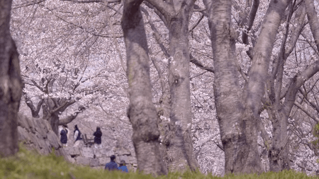 Cherry blossoms in full bloom with people