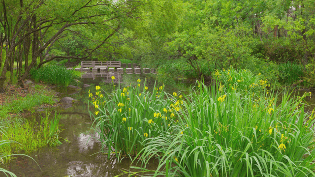 노란 꽃이 있는 고요한 계곡