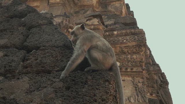 Monkeys Gathering on Ancient Stone Ruins