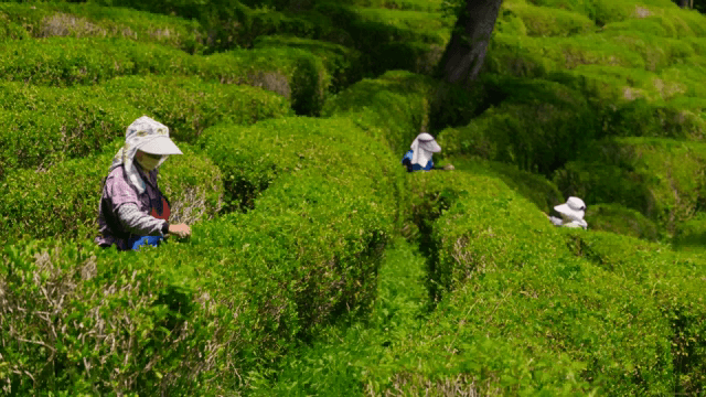 People harvesting green tea in a field