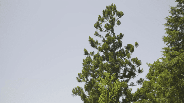 Tall trees under a clear blue sky
