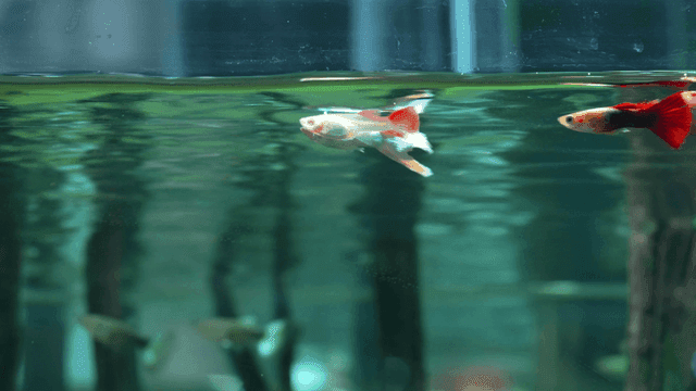Colorful fish swimming in clear aquarium