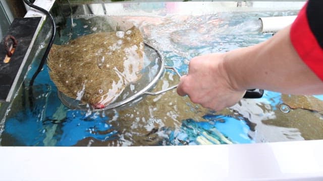 신선한 가자미를 준비하는 시장 상인