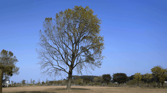Tree standing alone in wide field