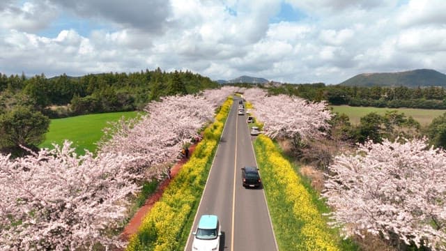 Scenic road lined with cherry blossoms