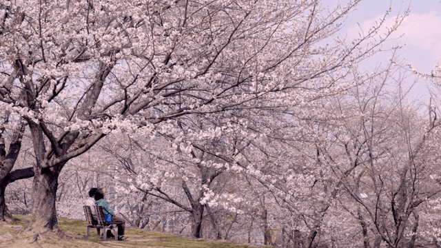 벚꽃이 만개한 풍경과 사람들