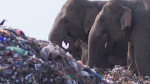 Elephants eating trash at a landfill